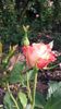 20160604_175047 - Copy