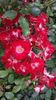 20160604_175132 - Copy