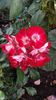 20160604_175141 - Copy