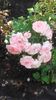 20160604_175253 - Copy