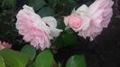 20160604_175613 - Copy