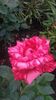 bulgaresc florov