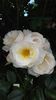 uetersener klosterrose
