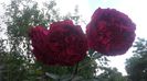 20160604_175739 - Copy