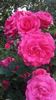 primit ca ascot de la starkl.ro