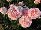 Abraham Darby