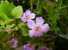 Bacopa monnieri (2016, May 17)