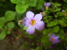 Bacopa monnieri (2016, May 17)