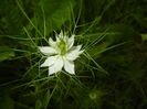 Nigella damascena (2016, June 03)