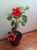 IMG_20160609_092307