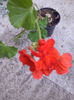 muscata orage cumparata
