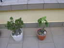 Ficus carica(smochin) & Crassula ovata cv Gollum