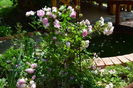 Jasmine