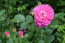 Princess Anne