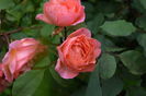 Lady Emma Hamilton