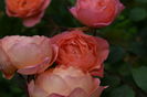Lady Emma Hamilton
