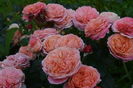 Mary Anne