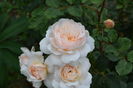 Crocus