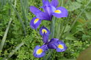 Iris Blue MAgic