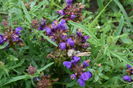 Prunella Bella Blue