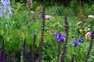 Salvia Caradona si iris Blue King