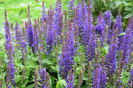 Salvia New Dimension