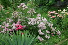 Heavenly Pink si un Tantau presupun...
