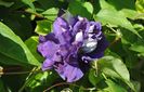 clematis Kiri te Kanawa