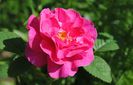 England s Rose