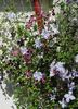 clematis(mme julia correvon+ Negritjanka