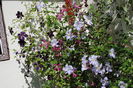 clematis(mme julia correvon+ Negritjanka