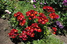Bienenweide Rot