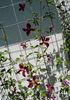 clematis Vitiwester