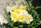 golden border(comtesse du barry)