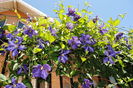 clematis Tie Dye
