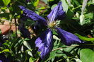 clematis Tie Dye