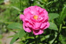 England s Rose