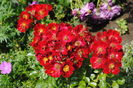 Bienenweide Rot