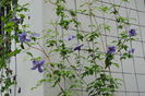 clematis Emilia Plater,primele flori :))