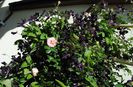 Abraham DArby si Romantika