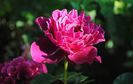 glamorous-ruffles