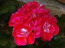 DSC07381
