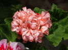 DSC07377