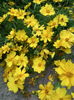 Coreopsis grandiflora