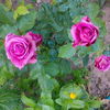 IMG_20160608_175034