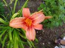 hemerocallis