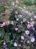 alan titchmarsh