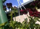 090620163161