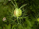 Nigella damascena (2016, June 03)