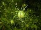 Nigella damascena (2016, June 03)